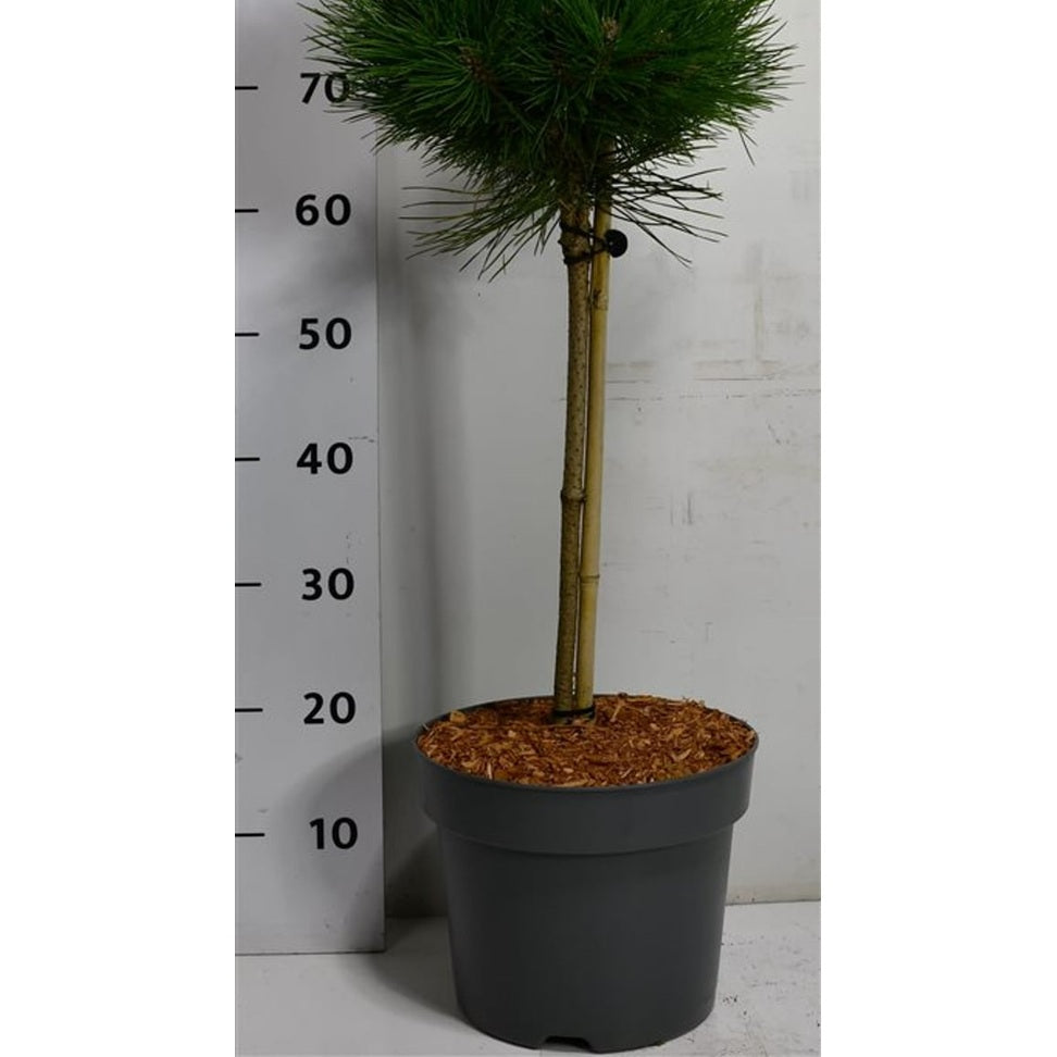 Svarttall – Pinus nigra 'Pierrick Bregeon' - C7.5 40cm. Stam